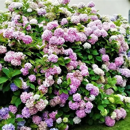 Calme Et Serenite Au Des Hortensias Vaux (Vienne)