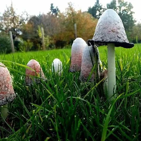Calme Et Serenite Au Des Hortensias * Vaux (Vienne)