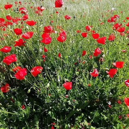 Calme Et Serenite Au Des Hortensias Vakantiehuis *