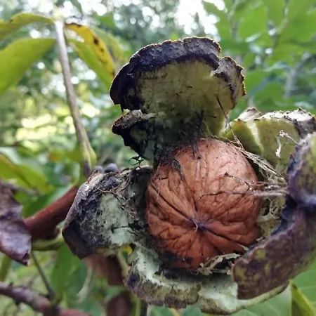 Vakantiehuis Calme Et Serenite Au Des Hortensias