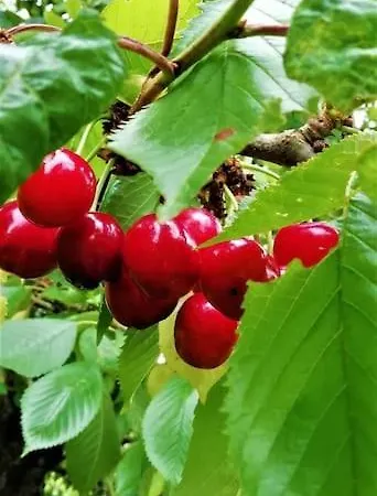 Calme Et Serenite Au Des Hortensias Vaux (Vienne)