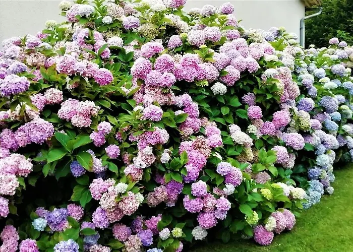 Calme Et Sérénité Au Des Hortensias Vaux (Vienne)