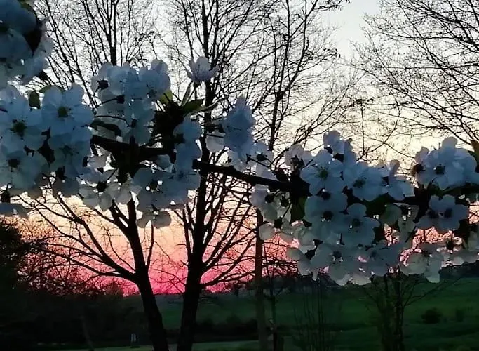 Calme Et Sérénité Au Des Hortensias
