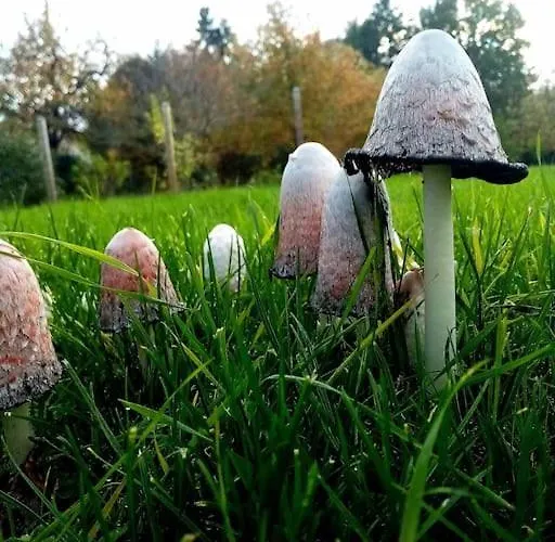 Calme Et Sérénité Au Des Hortensias * Vaux (Vienne)