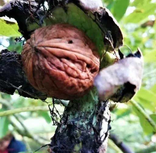 Calme Et Sérénité Au Des Hortensias Сasa de vacaciones *