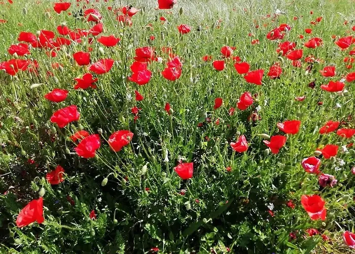 Calme Et Sérénité Au Des Hortensias Сasa de vacaciones *