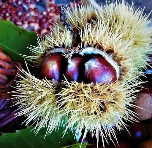 Calme Et Sérénité Au Des Hortensias Сasa de vacaciones