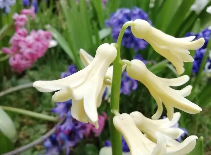 Сasa de vacaciones Calme Et Sérénité Au Des Hortensias Vaux (Vienne)