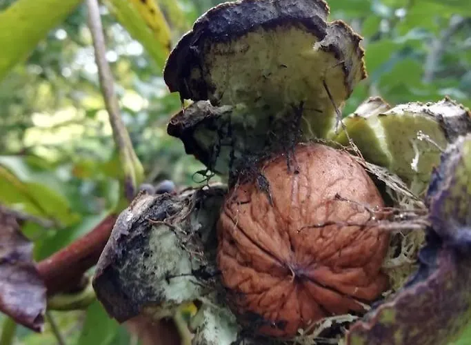 Сasa de vacaciones Calme Et Sérénité Au Des Hortensias