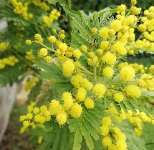 Calme Et Sérénité Au Des Hortensias