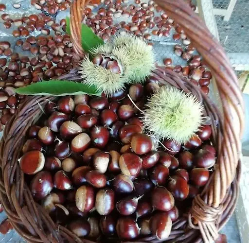 Calme Et Sérénité Au Des Hortensias * Vaux (Vienne)