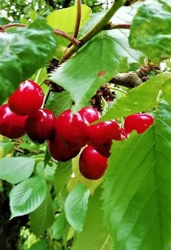 Calme Et Sérénité Au Des Hortensias Vaux (Vienne)